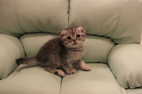 成約済の大阪府のスコティッシュフォールド-5956